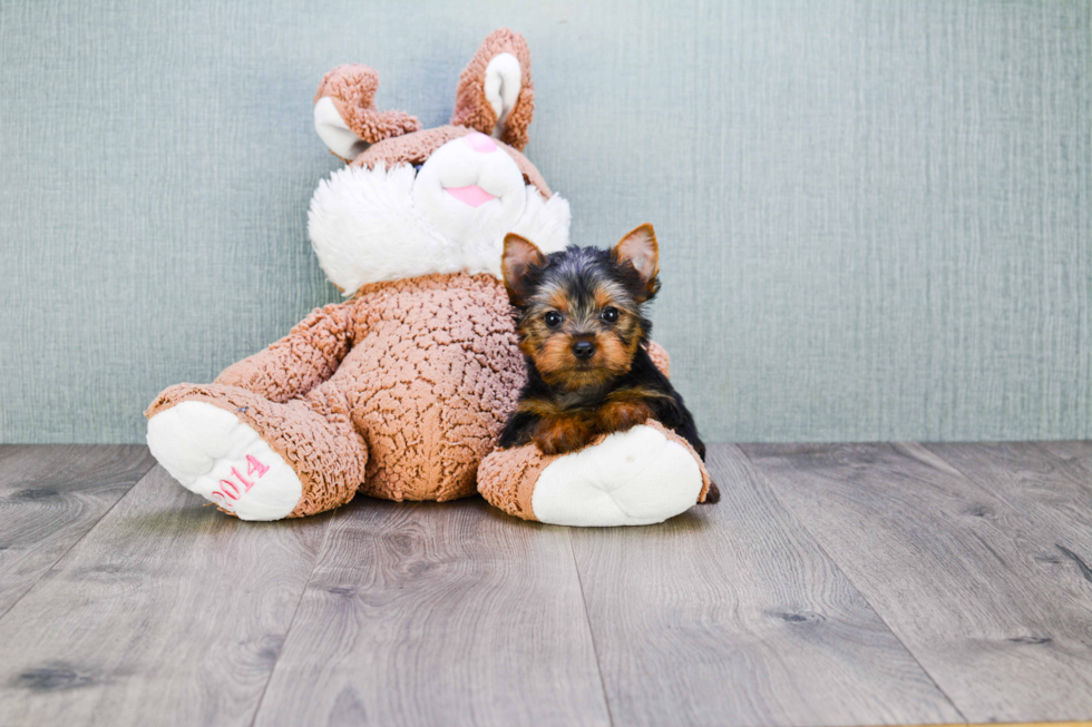 Meet Batman - our Yorkshire Terrier Puppy Photo 