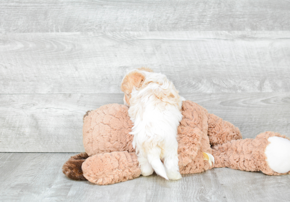 Little Havanese Purebred Pup