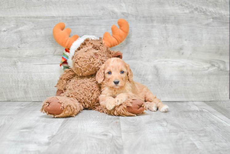 Little Cavoodle Poodle Mix Puppy