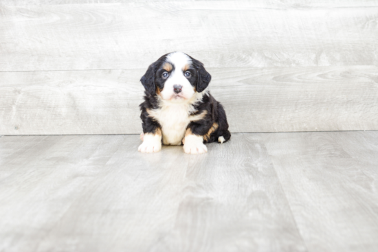 Cute Mini Bernedoodle Baby