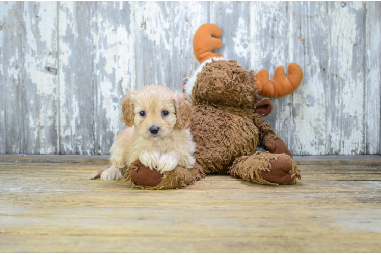 Cavapoo Puppy for Adoption