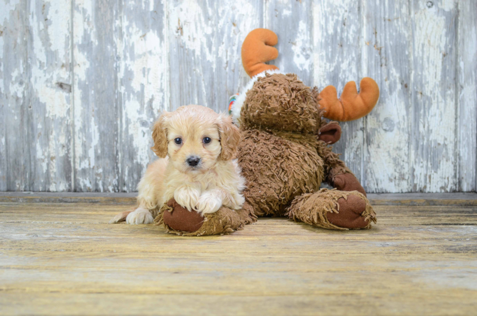 Cavapoo Puppy for Adoption