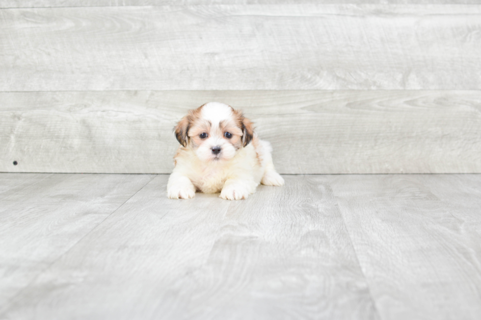 Teddy Bear Pup Being Cute