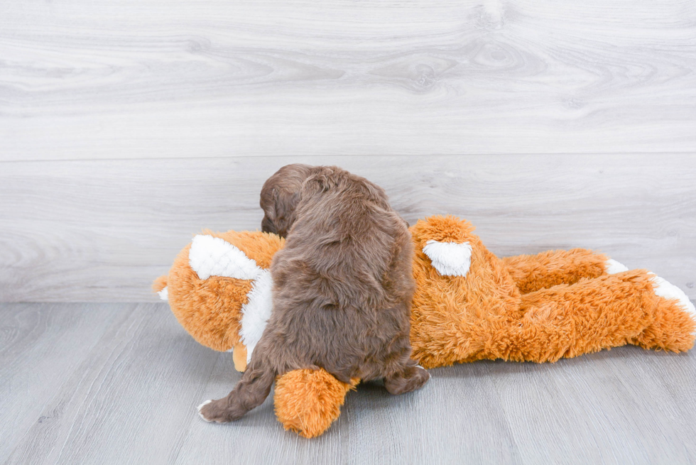 Little Cockerpoo Poodle Mix Puppy