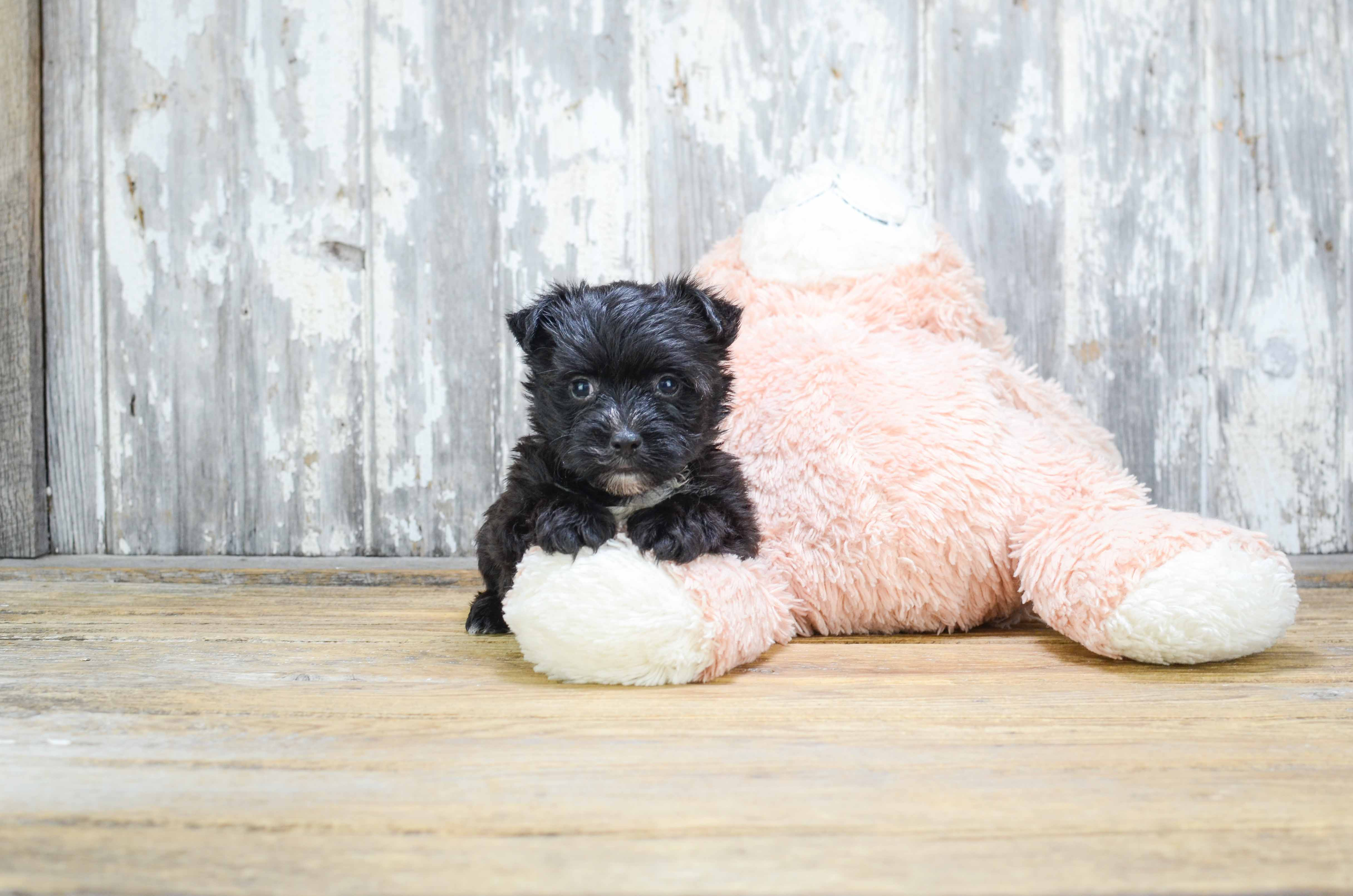 Playful Yorkie Designer Puppy