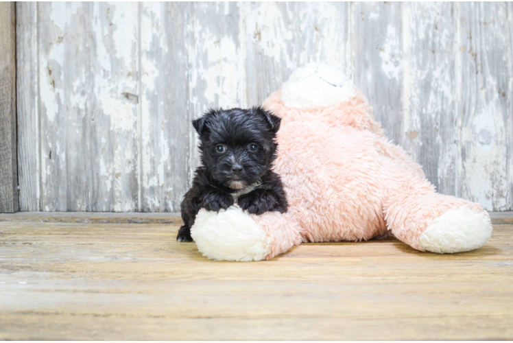 Playful Yorkie Designer Puppy