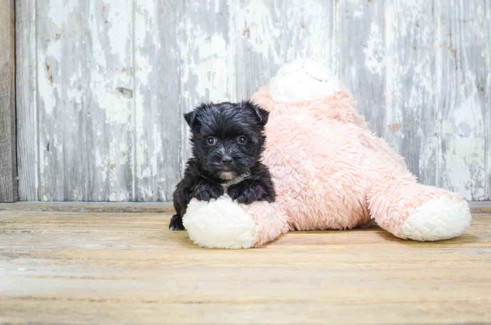 Playful Yorkie Designer Puppy