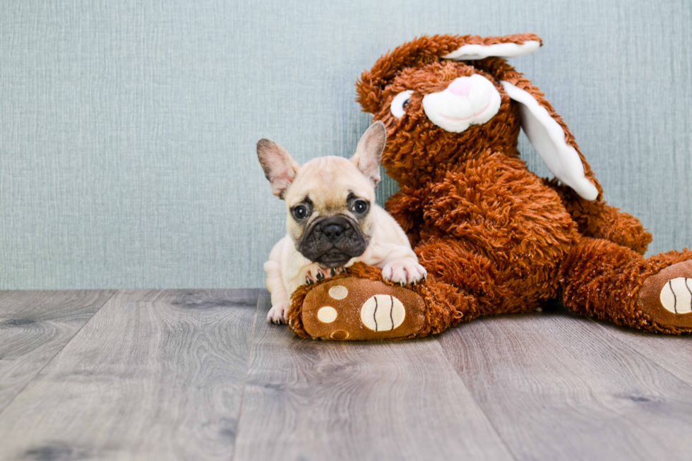 Playful French Bulldog Purebred Pup