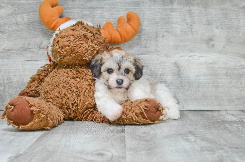 Funny Havanese Baby