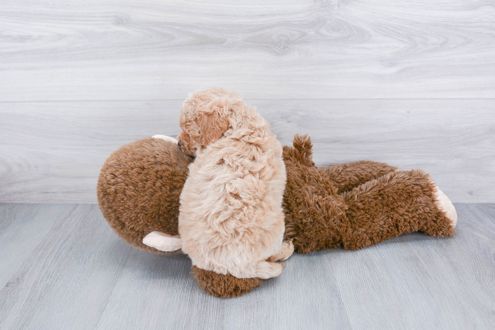 Little Golden Retriever Poodle Mix Puppy