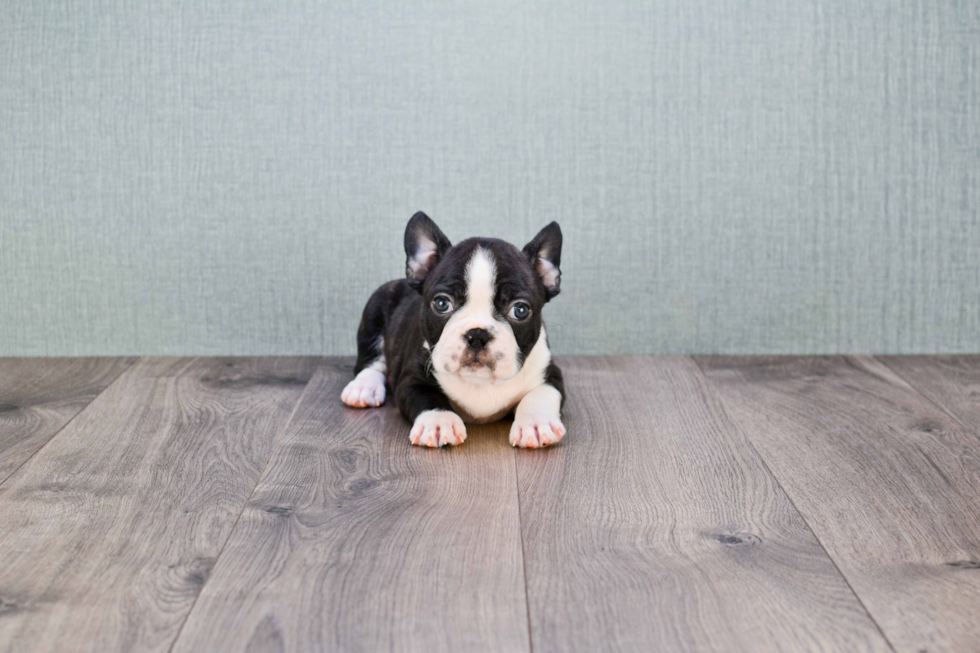 French Bulldog Pup Being Cute