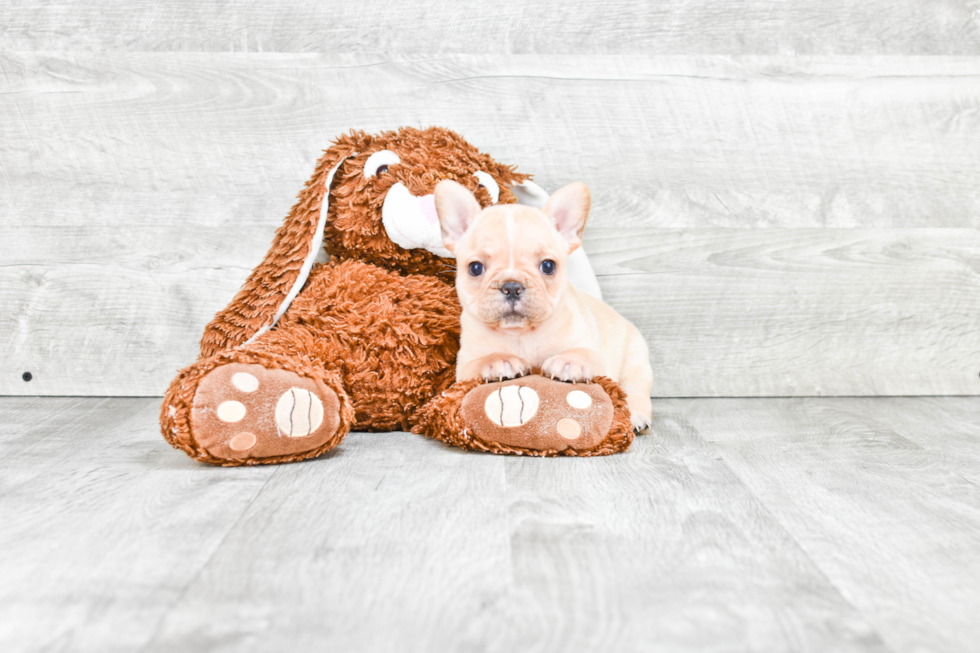 French Bulldog Pup Being Cute