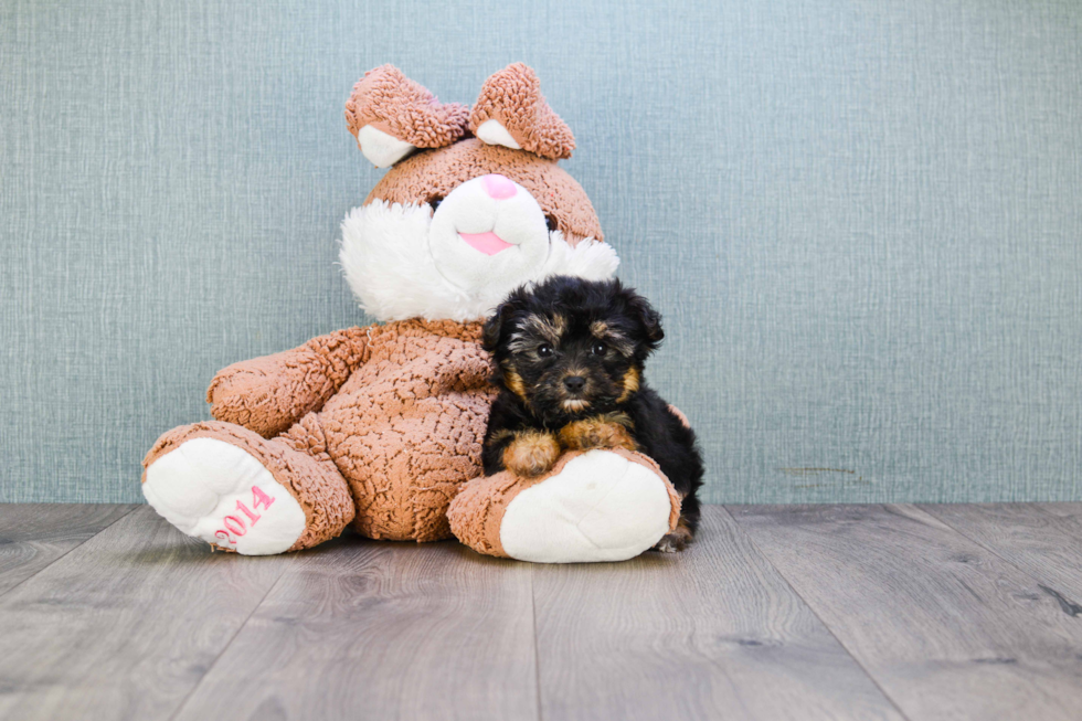 Small Morkie Baby