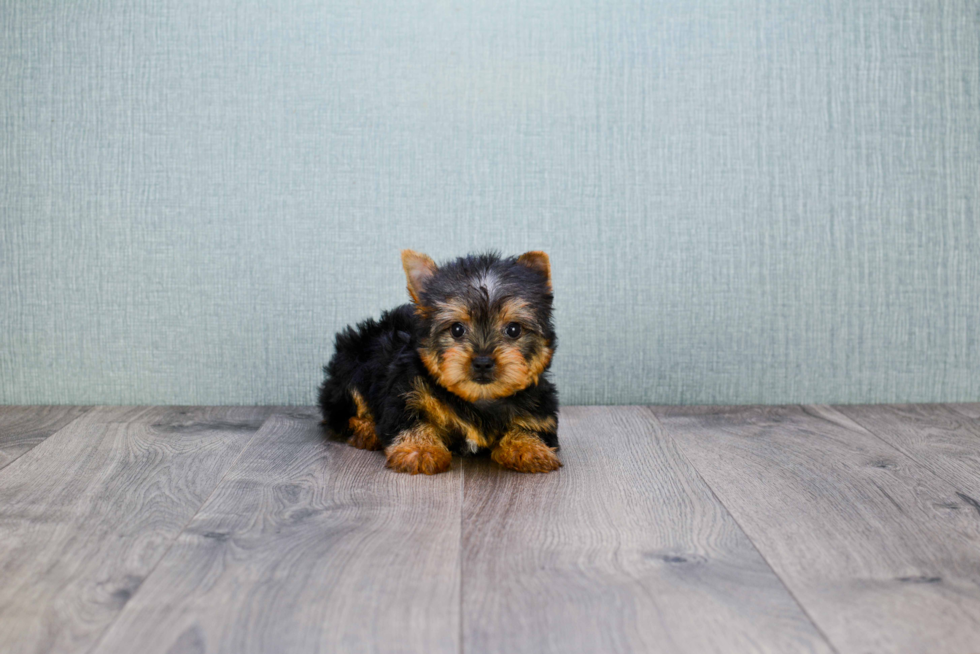 Meet Rascal - our Yorkshire Terrier Puppy Photo 