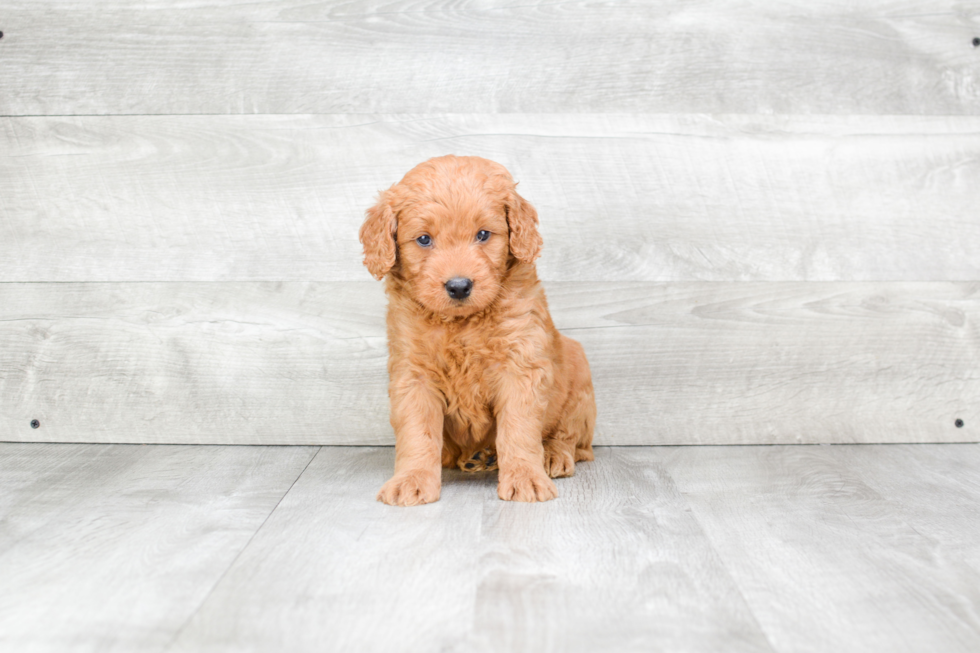 Little Golden Retriever Poodle Mix Puppy