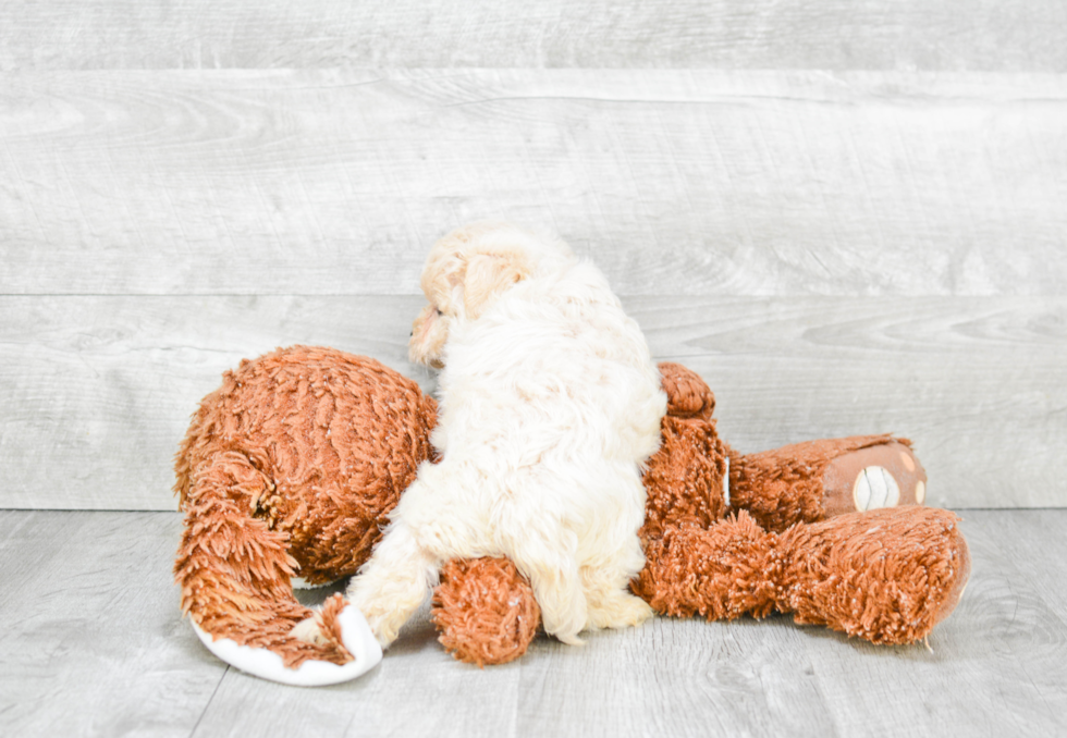 Adorable Maltese Poodle Poodle Mix Puppy