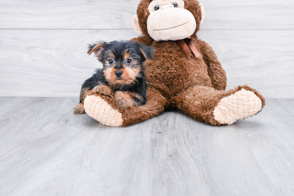 Meet Capone - our Yorkshire Terrier Puppy Photo 