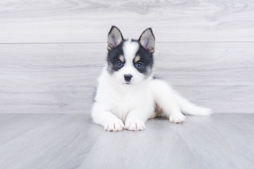 Hypoallergenic Mini Husky Designer Puppy