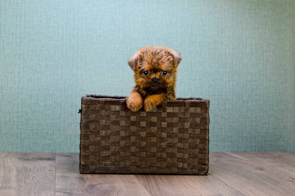 Brussels Griffon Puppy for Adoption