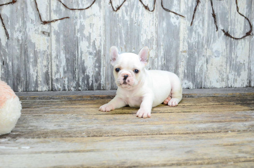 Energetic Frenchie Purebred Puppy