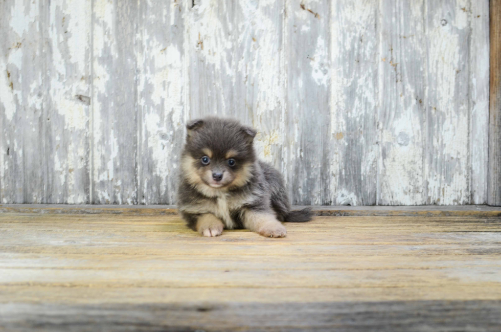 Pomeranian Pup Being Cute