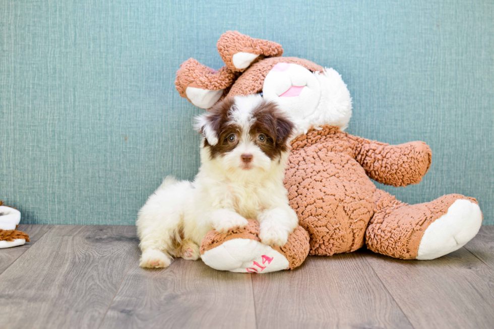 Havanese Pup Being Cute