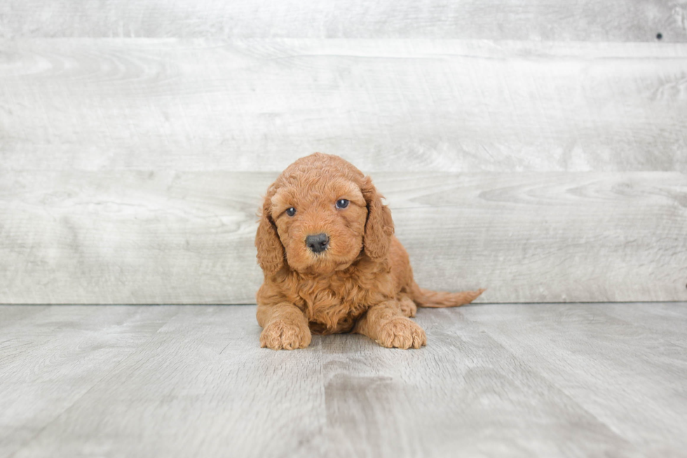 Small Mini Goldendoodle Baby