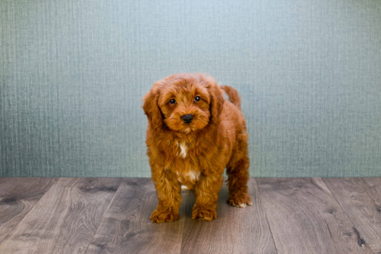 Happy Mini Goldendoodle Baby