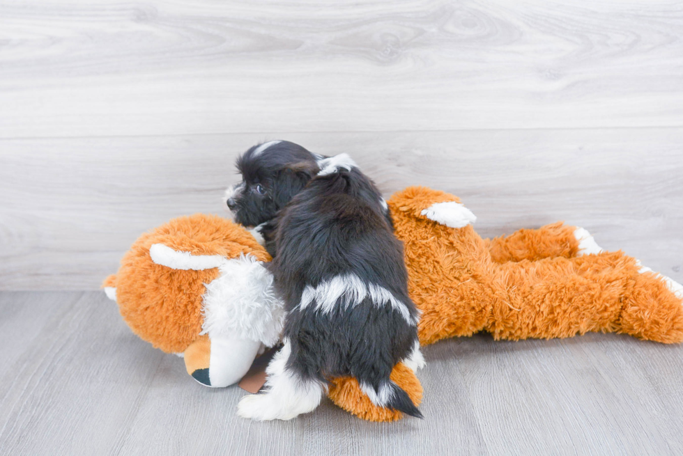 Small Havanese Baby