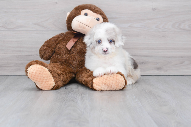 Popular Mini Aussiedoodle Poodle Mix Pup