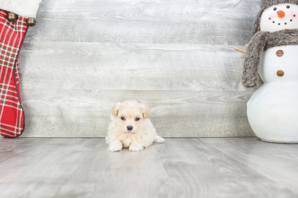 Small Maltipoo Baby