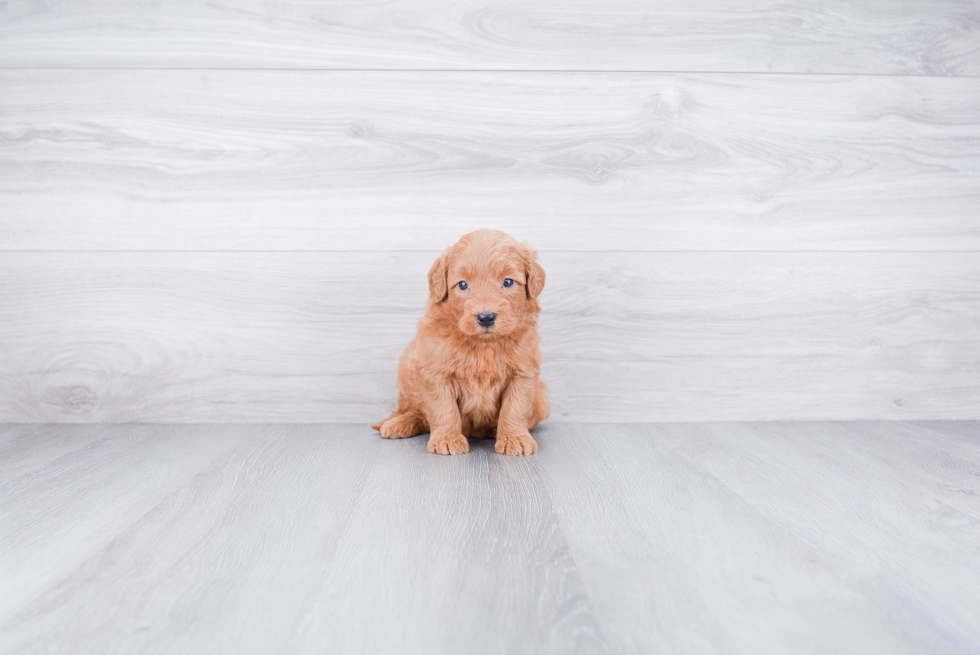 Best Mini Goldendoodle Baby