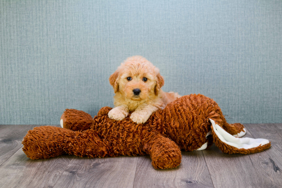 Fluffy Mini Goldendoodle Poodle Mix Pup