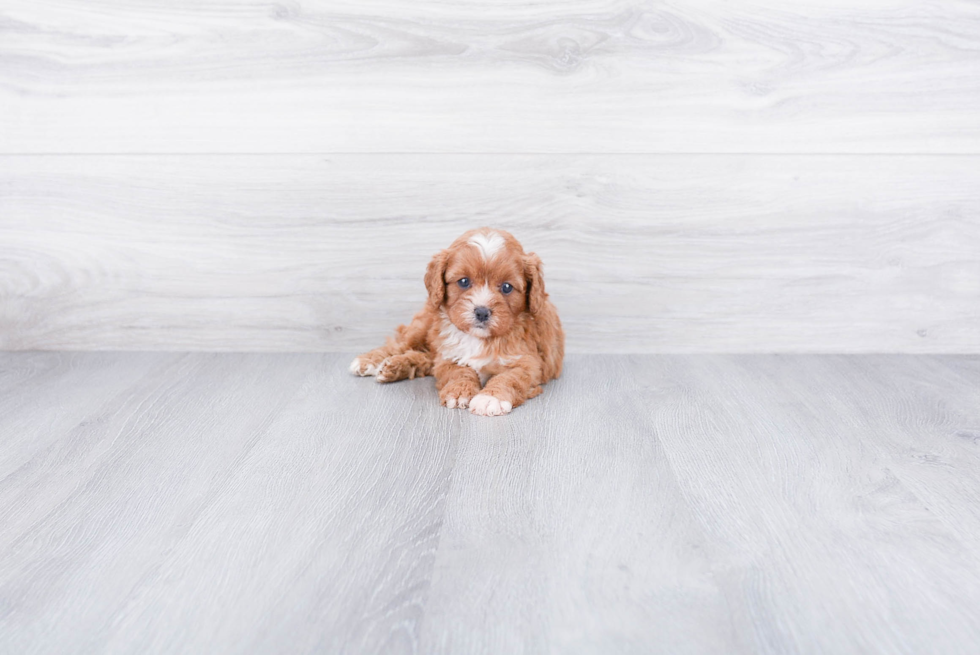 Energetic Cavoodle Poodle Mix Puppy