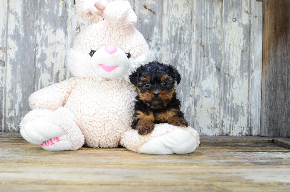 Meet Sebastian - our Yorkshire Terrier Puppy Photo 