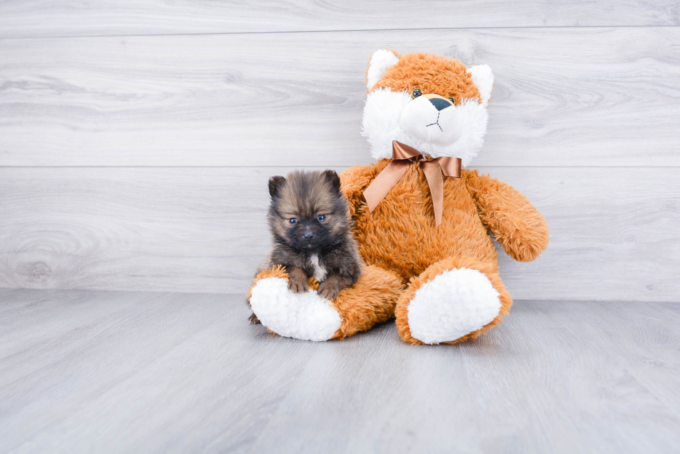 Sweet Pomeranian Purebred Puppy