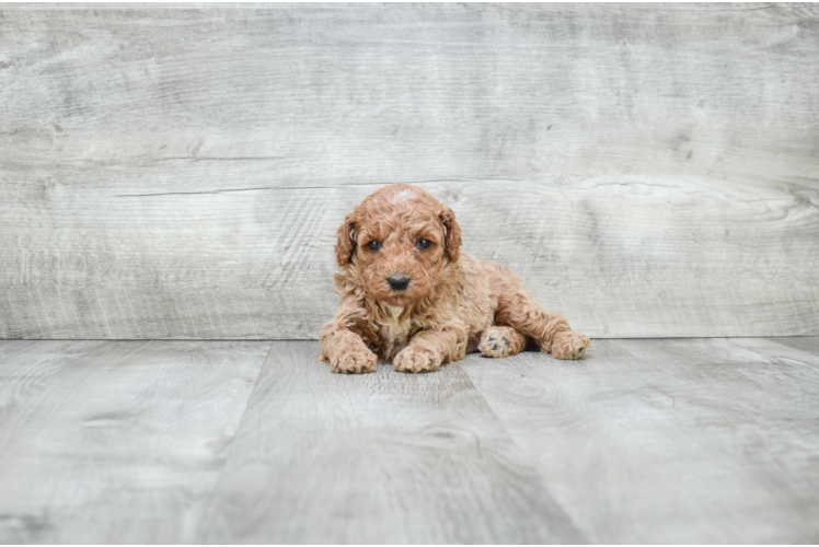 Best Mini Goldendoodle Baby