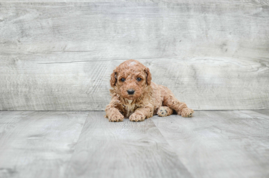 Best Mini Goldendoodle Baby