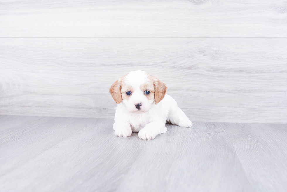 Smart Cavapoo Poodle Mix Pup