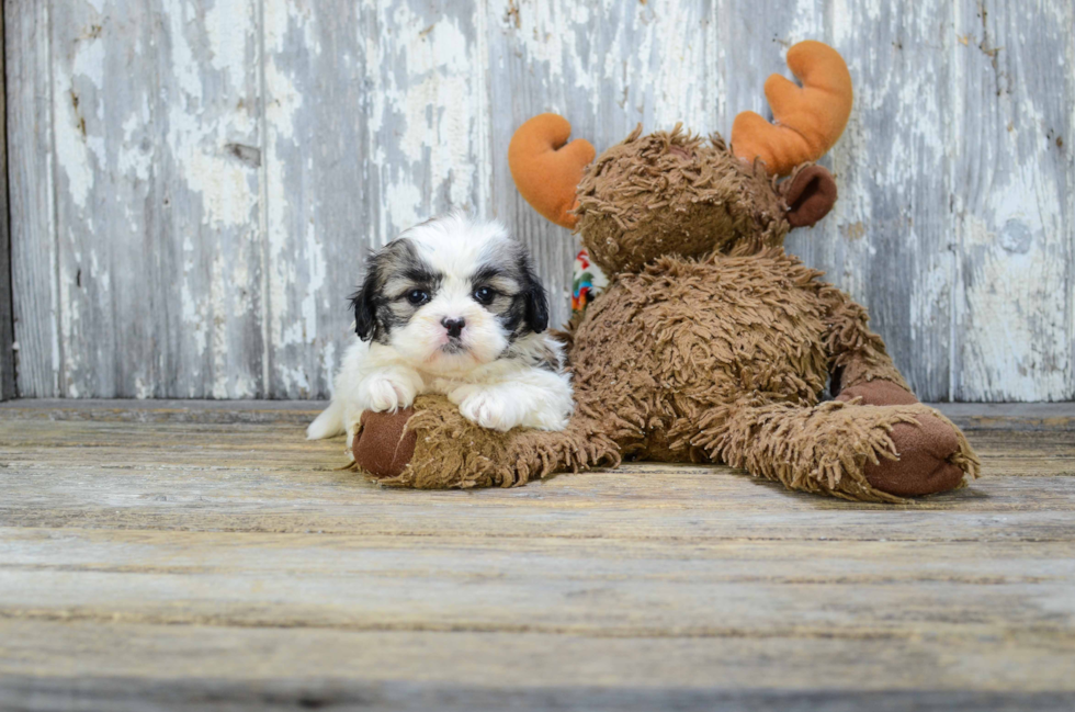 Cute Teddy Bear Baby