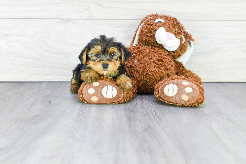 Meet Bronze - our Yorkshire Terrier Puppy Photo 