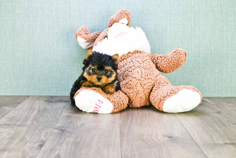 Meet Beckham - our Yorkshire Terrier Puppy Photo 