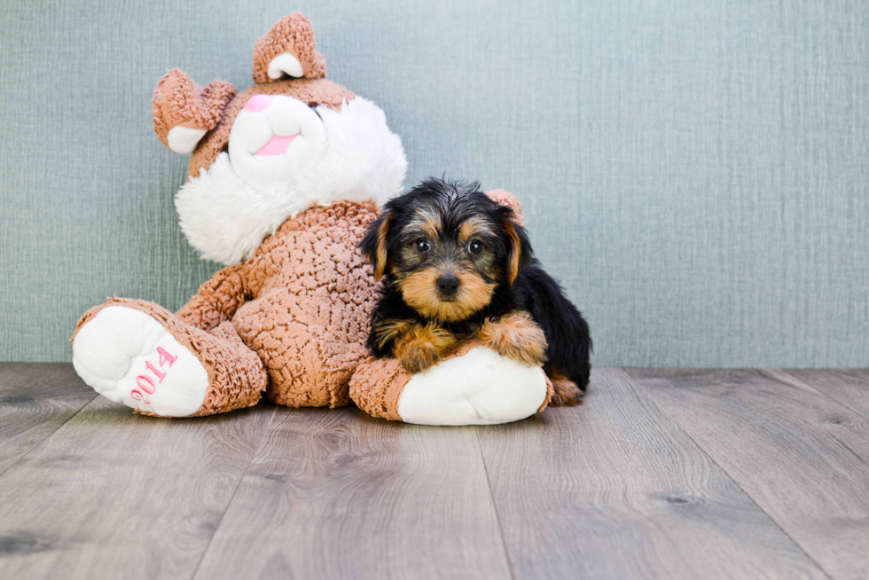 Meet Snickers - our Yorkshire Terrier Puppy Photo 