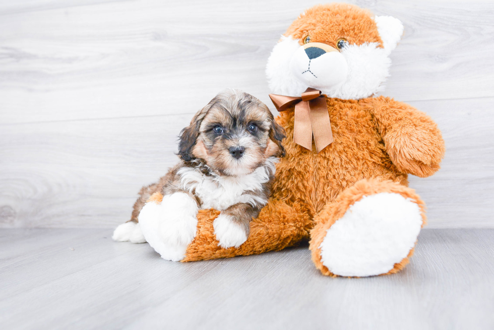 Mini Bernedoodle Puppy for Adoption