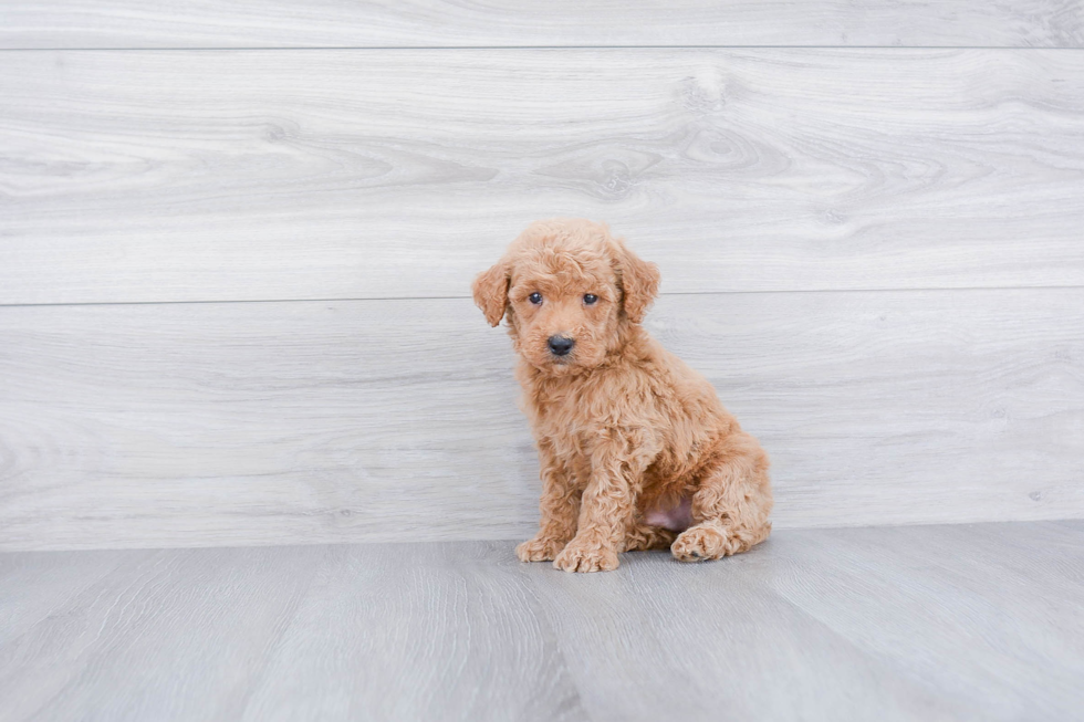 Popular Mini Goldendoodle Poodle Mix Pup