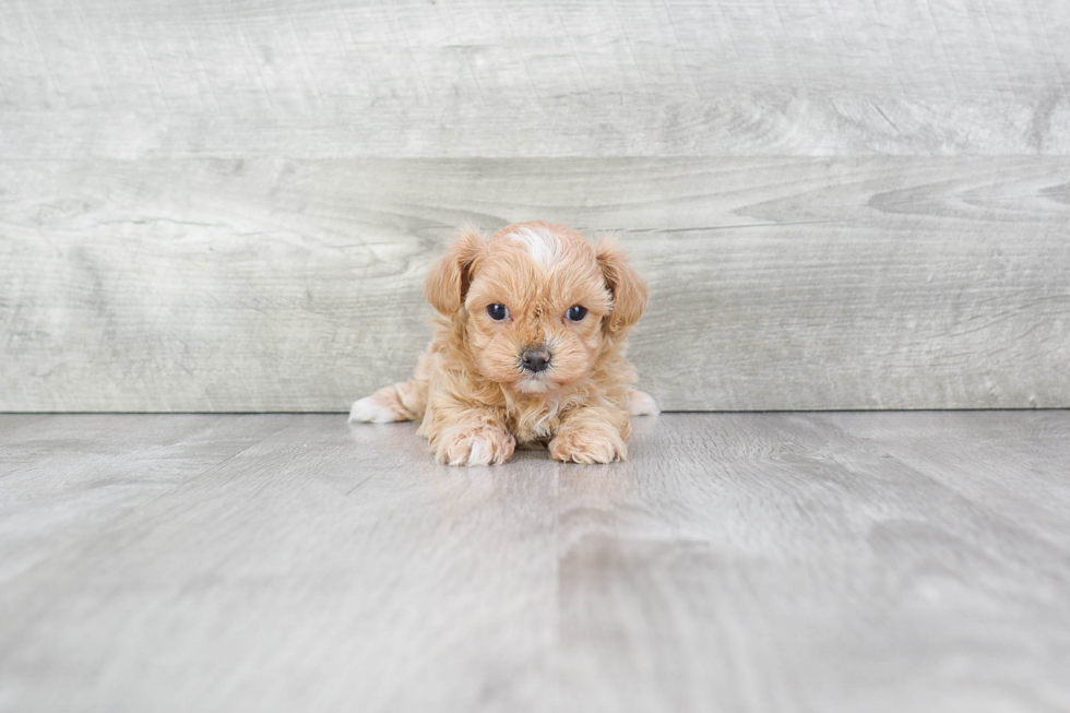 Maltipoo Pup Being Cute