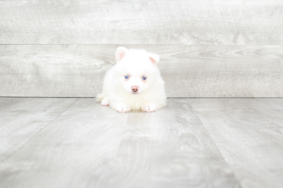 Pomsky Puppy for Adoption