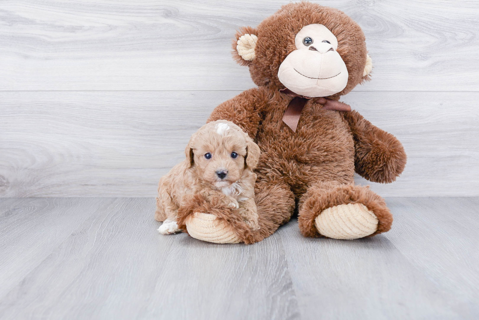 Cavapoo Pup Being Cute