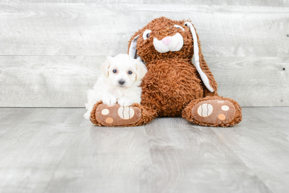 Little Maltese Poodle Poodle Mix Puppy