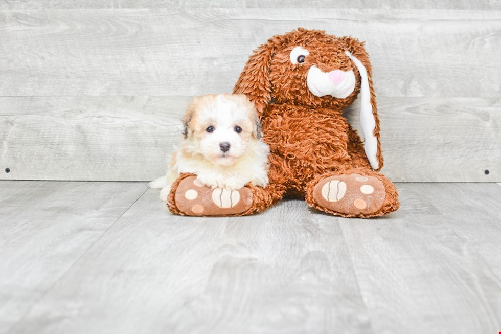 Akc Registered Havanese Baby